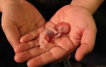 آیا زعفران باعث سقط جنین می شود
